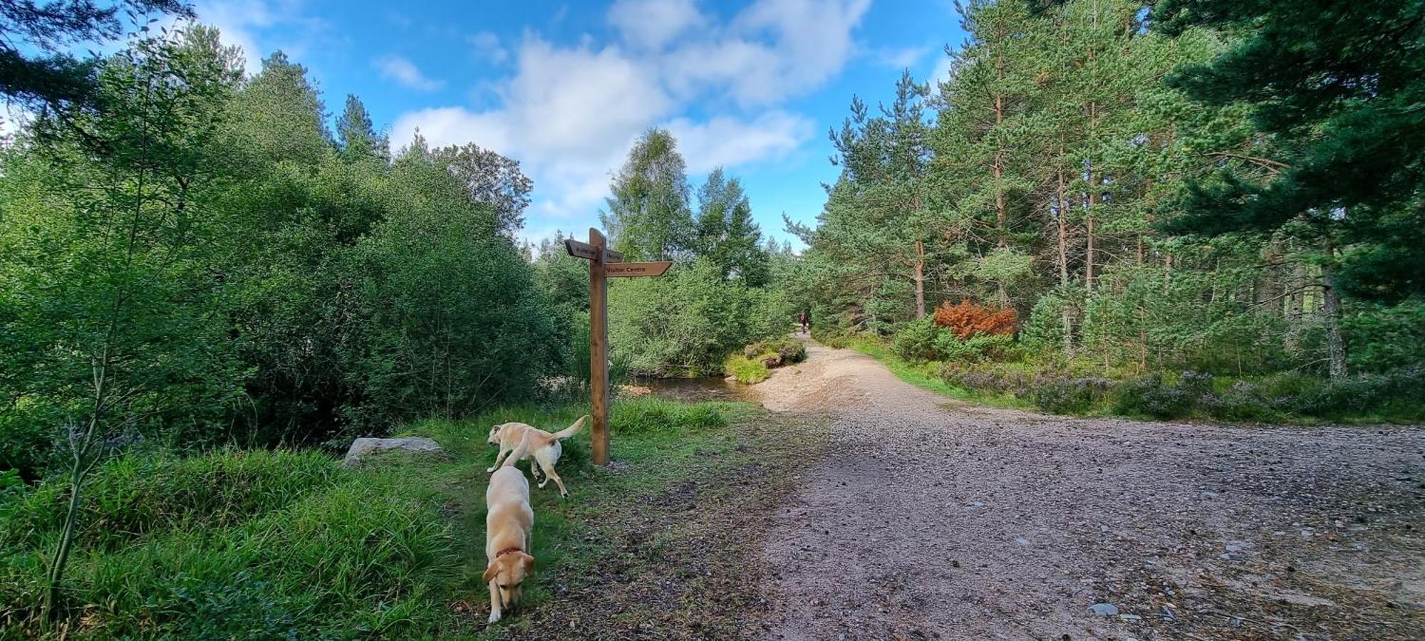 The Shelter Stone Cottage Aviemore Eksteriør billede